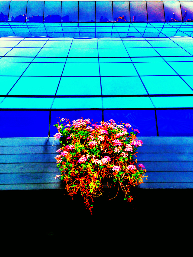 photography_rodneybowesdesign_losangeles